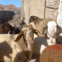 کاوور میش بره ماده شیشک بخته بزغاله داشتی