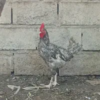 مرغ وخروس