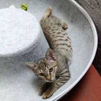 واگذاری گربه نر ۵ ماهه تهران گیلان