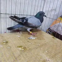 کبوتر مسافتی با یک جفت فنچ معمولی معاوضه می کنم|پرنده|بندر دیر, |دیوار