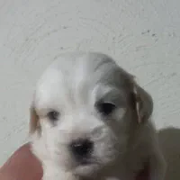 سگ آپارتمانی|سگ|وحیدیه, |دیوار