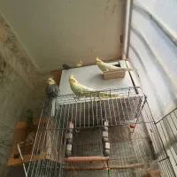 عروس هلندی و طوطی برزیلی|پرنده|شهریار, شهریار|دیوار