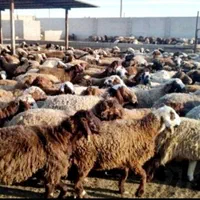 گوسفند زنده .بره و کاوه میش و شیشک و بز کشتاری|حیوانات مزرعه|خرم‌آباد, |دیوار