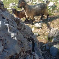 بزوبیگ|حیوانات مزرعه|دزفول, |دیوار