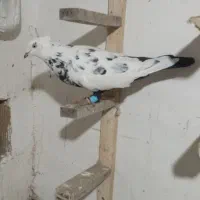 5تا پرنده صاف پرشی