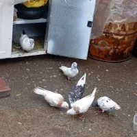 کبوتر|پرنده|مریوان, |دیوار