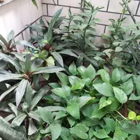 حراج انواع گلهای  اپارتمانی به علت جابه جایی