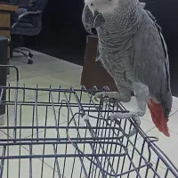 کاسکو 4 ساله سخنگو نر اماده