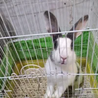 خرگوش بالغ|موش و خرگوش|نیشابور, شهرک رسولی|دیوار