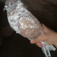 کبوتر صابونی