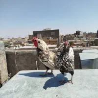 مرغ و خروس سبرایت