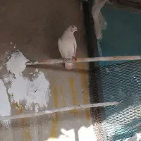 کفتر غریبگیری