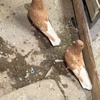 کفتر|پرنده|مشهد, ملک‌آباد|دیوار