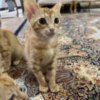 واگذاری گربه رایگان|گربه|رشت, فخب|دیوار