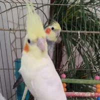 گمشده عروس هلندی