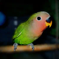 طوطی برزیلی کوتوله برزیلی|پرنده|رباط‌کریم, نصیرشهر|دیوار