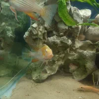 هکلی آلبینو|ماهی|شیراز, شیخ روزبهان|دیوار