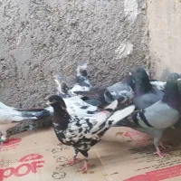 بیست کبوتر پاکستانی|پرنده|خورموج, |دیوار