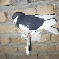 کبوتر یا کفتر|پرنده|کوه چنار, |دیوار