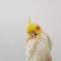 عروس هلندی لوتینو|پرنده|آبادان, |دیوار