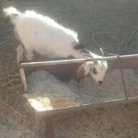 گوسفند ماده