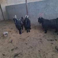 فروش3راس جبش دوبر