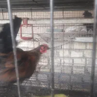 فروش خروس گلین سوزنی