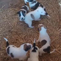 واگذاری توله سگ فوری