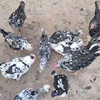 تخم مرغ های گلین|حیوانات مزرعه|کلاله, |دیوار