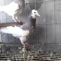 کبوتریاکفتر طوقی|پرنده|قم, خداکرم|دیوار