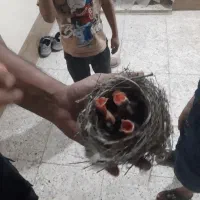 جوجه فنچ زرد