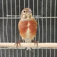 سهره سینه سرخ