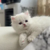 پرشین عروسکی و هیمالین رد پوینت|گربه|ارومیه, |دیوار