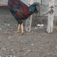 فروش یک عدد خروس لاری|حیوانات مزرعه|اشنویه, |دیوار