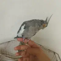 عروس پاریس ماده|پرنده|اهواز, شهرک برق|دیوار