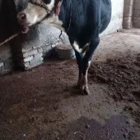 گوساله|حیوانات مزرعه|آق قلا, |دیوار