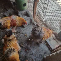 خروس برهما