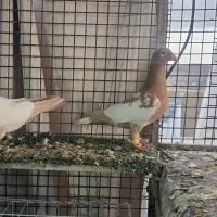 کبوتر میولمنز صدرا