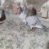 کبوتر سار هما