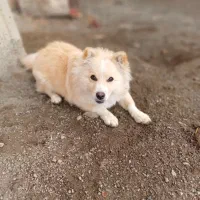 سگ پا کوتاه نژاد پامر اشپیدز ژاپنی نر