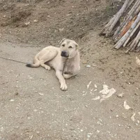 توله سراب
