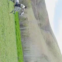 اسب|اسب و تجهیزات اسبسواری|سنندج, |دیوار