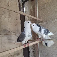 کفتر پرشی گرگی شازده هما تیک پاره پشت دار  و....