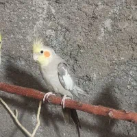 عروس هلندی سخن گو فول دستی