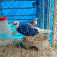 کبوتر پرشی|پرنده|نوشهر, |دیوار