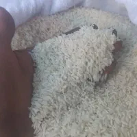 برنج دورود