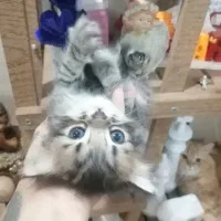 واگذاری بچه گربه های پرشین|گربه|آبادان, |دیوار