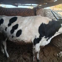 تلیسه آبستن 6ماه نژاد دار