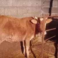 فروش لیشه آس|حیوانات مزرعه|واجارگاه, |دیوار