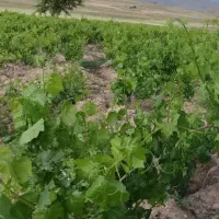 باغ انگور حسین اباد عاشوری